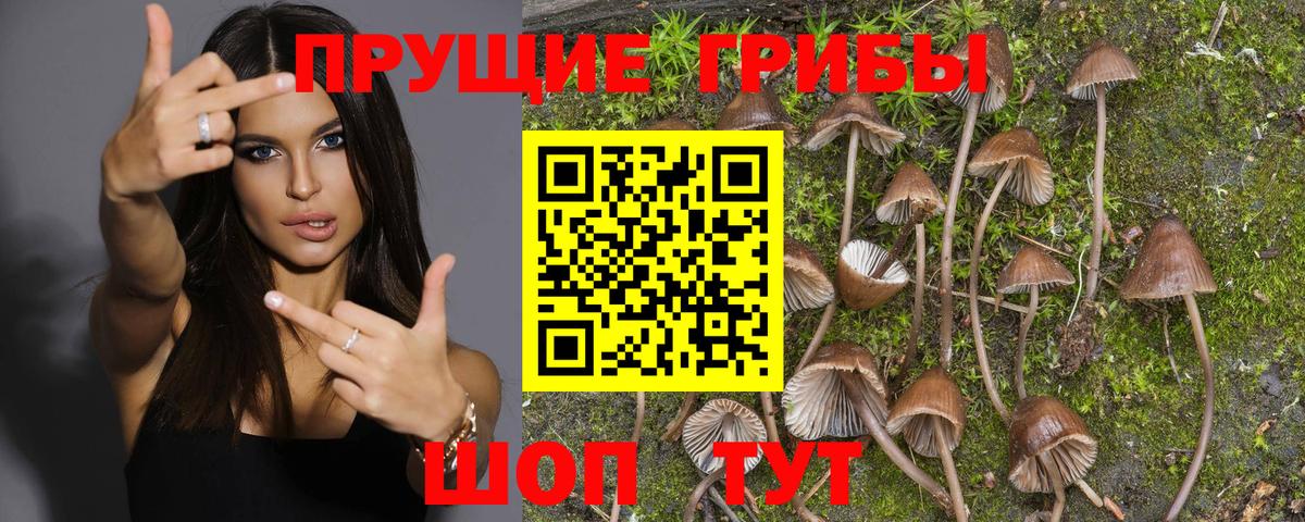 что такое   Галлюциногенные грибы GOLDEN TEACHER  Вход с VPN  Фролово 